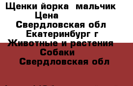 Щенки йорка (мальчик) › Цена ­ 20 000 - Свердловская обл., Екатеринбург г. Животные и растения » Собаки   . Свердловская обл.